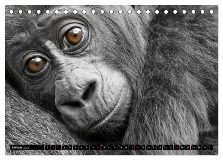 Produktbild: MENSCHEN-AFFEN-KINDER (Tischkalender 2026 DIN A5 quer), CALVENDO Monatskalender