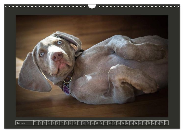 Produktbild: Weimaraner - Ein Welpenjahr (Wandkalender 2026 DIN A3 quer), CALVENDO Monatskalender
