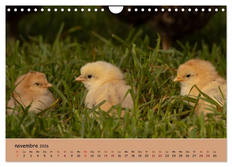 Produktbild: Les animaux de nos fermes (Calendrier mural 2026 DIN A4 vertical), CALVENDO calendrier mensuel