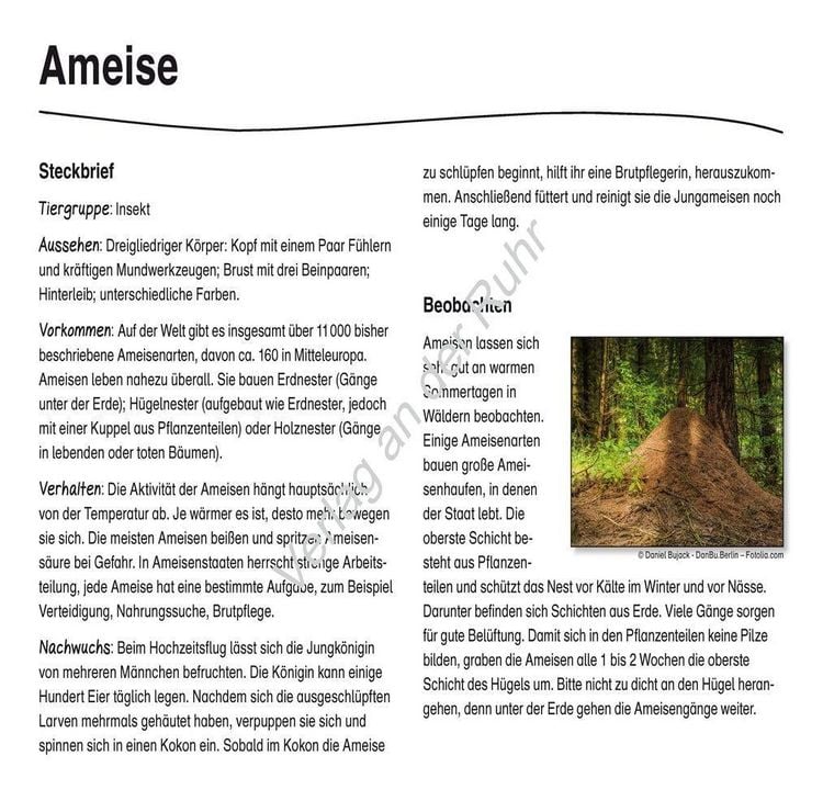 Produktbild: Waldtiere
