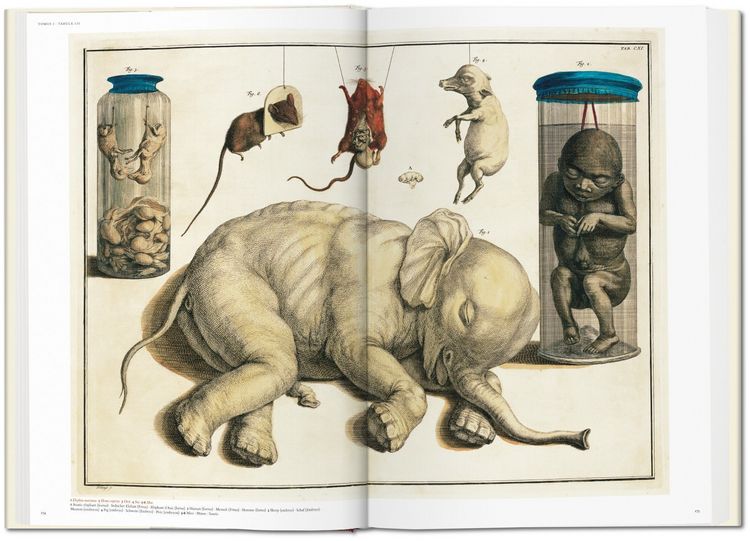 Produktbild: Albertus Seba. Cabinet of Natural Curiosities