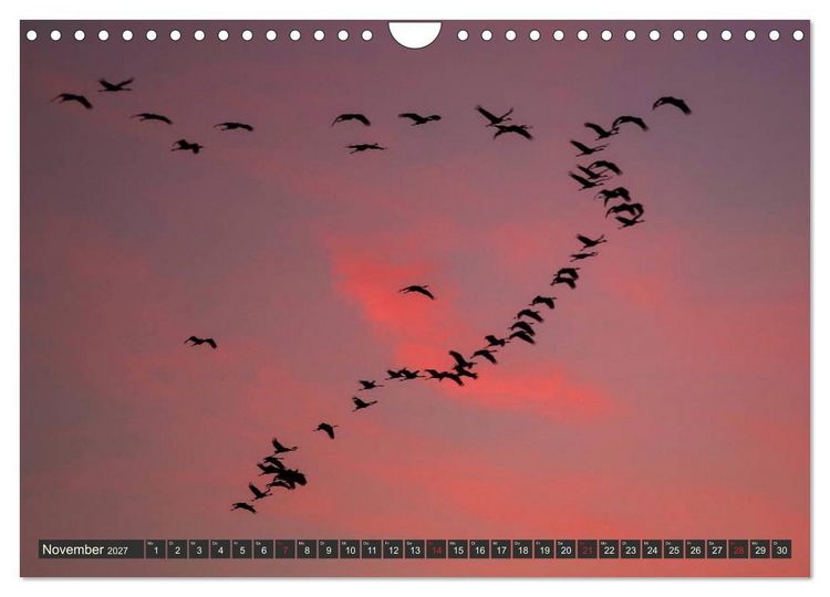 Produktbild: Leben am Naturpark um den D&uuml;mmer See (Wandkalender 2027 DIN A4 quer), CALVENDO Monatskalender