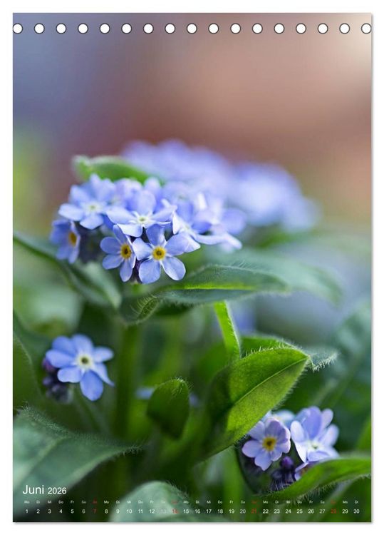 Produktbild: NATUR PUR Kleine Blumen am Wegesrand (Tischkalender 2026 DIN A5 hoch), CALVENDO Monatskalender