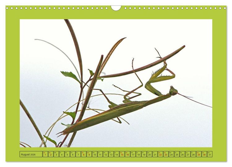 Produktbild: Die Gottesanbeterin Mantis Religiosa (Wandkalender 2026 DIN A3 quer), CALVENDO Monatskalender
