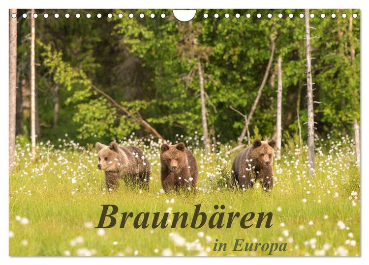Produktbild: Braunb&auml;ren in Europa (Wandkalender 2026 DIN A4 quer), CALVENDO Monatskalender