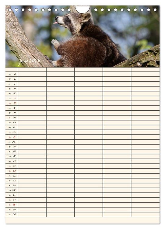 Produktbild: Waschb&auml;ren Familienplaner (Wandkalender 2026 DIN A4 hoch), CALVENDO Monatskalender