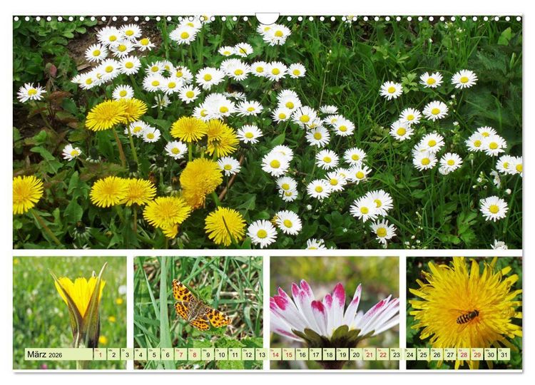 Produktbild: Bl&uuml;tenmeer am Wegesrand (Wandkalender 2026 DIN A3 quer), CALVENDO Monatskalender