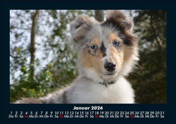 Produktbild: Hunde 2026 Fotokalender DIN A5