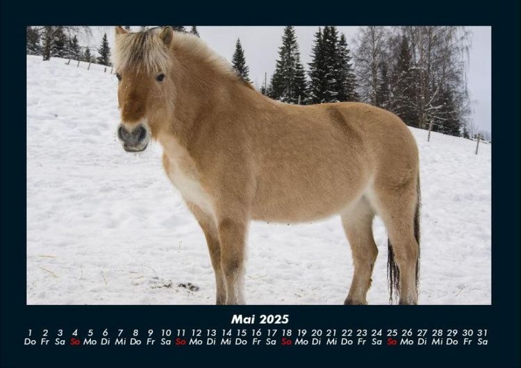 Produktbild: Pferde Kalender 2025 Fotokalender DIN A4