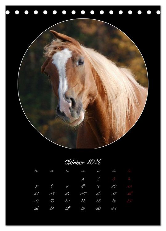 Produktbild: Crazy horses (Tischkalender 2026 DIN A5 hoch), CALVENDO Monatskalender
