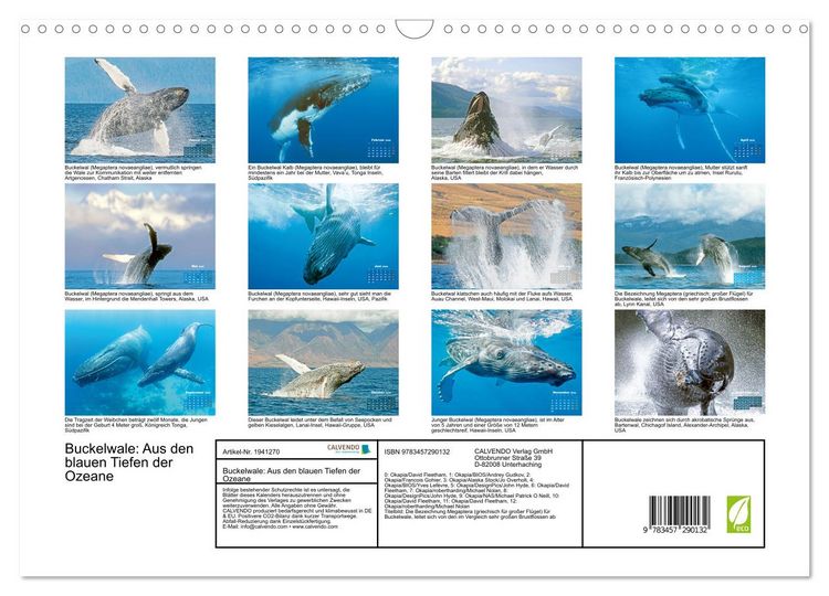 Produktbild: Buckelwale: Aus den blauen Tiefen der Ozeane (Wandkalender 2026 DIN A3 quer), CALVENDO Monatskalender