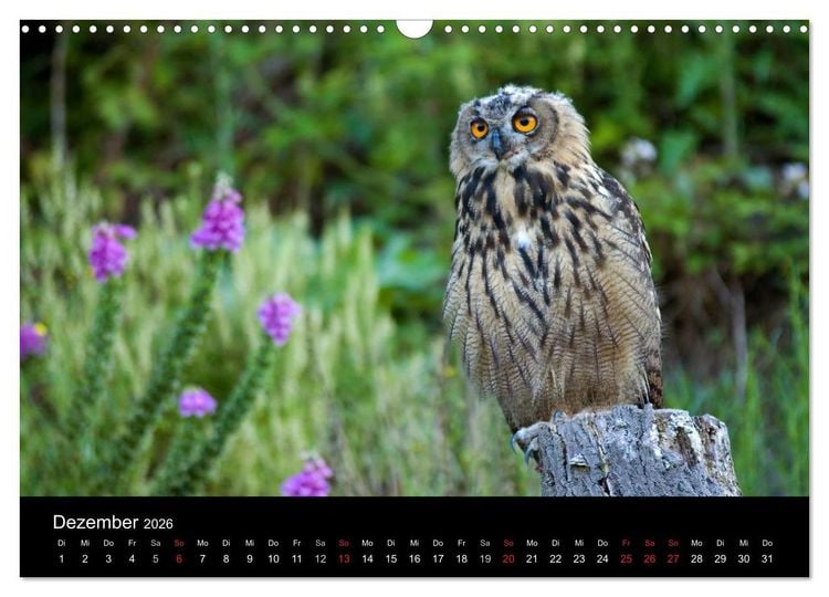 Produktbild: Uhu - K&ouml;nig der Nacht (Wandkalender 2026 DIN A3 quer), CALVENDO Monatskalender