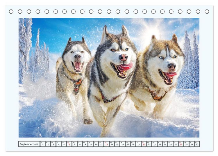 Produktbild: Siberian Husky. Kraftvolle Hunde voller Lebenslust und Energie (Tischkalender 2026 DIN A5 quer), CALVENDO Monatskalender