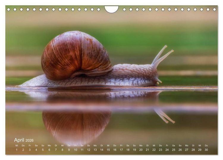 Produktbild: Eine Safari im Garten (Wandkalender 2026 DIN A4 quer), CALVENDO Monatskalender