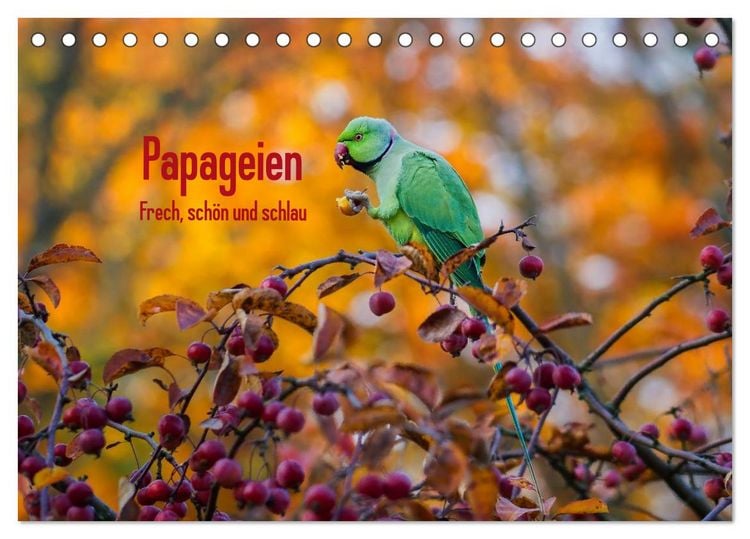 Produktbild: Papageien - Frech, sch&ouml;n und schlau (Tischkalender 2026 DIN A5 quer), CALVENDO Monatskalender