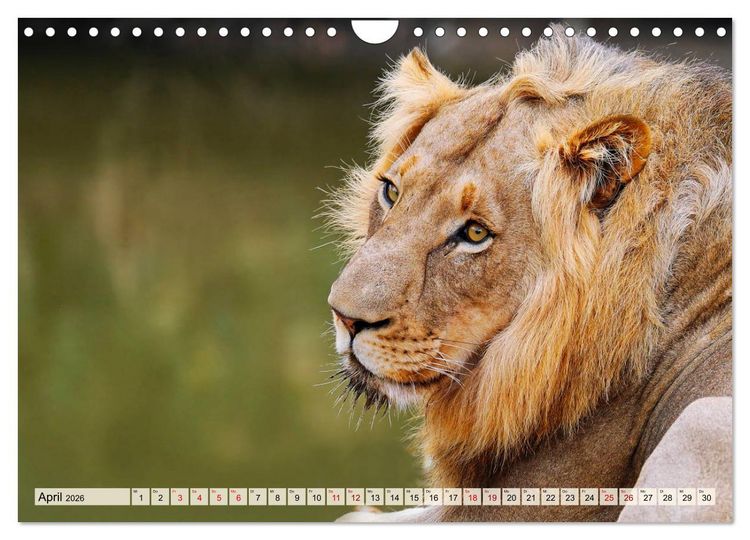 Produktbild: Afrikas L&ouml;wen 2026 (Wandkalender 2026 DIN A4 quer), CALVENDO Monatskalender