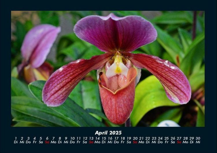 Produktbild: Blumenkalender 2025 Fotokalender DIN A4