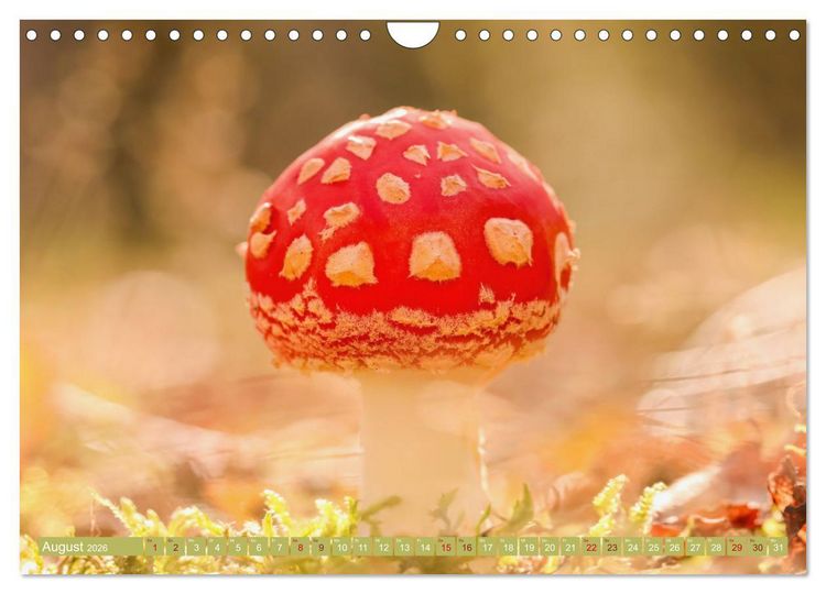Produktbild: Wundersame Pilzwelten (Wandkalender 2026 DIN A4 quer), CALVENDO Monatskalender