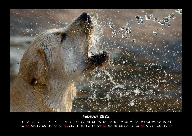 Produktbild: Hundezauber 2025 Fotokalender DIN A3