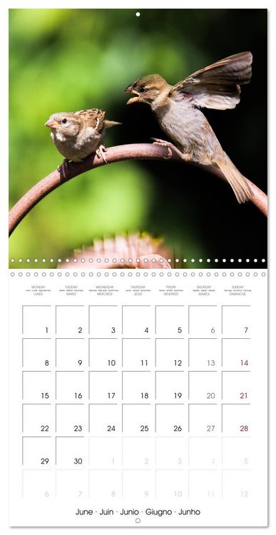 Produktbild: The Wild Sparrow Gang (Wall Calendar 2026 12 &times; 12 Inch) CALVENDO 12 Month Wall Calendar