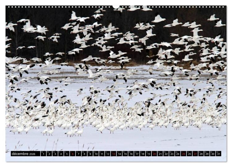 Produktbild: PLUMES L&Eacute;G&Egrave;RES. Oiseaux du Monde (Calendrier mural 2026 DIN A2 vertical) calendrier de bureau