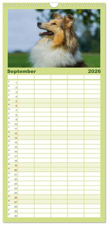 Produktbild: Familienplaner 2026 - Traumhund Sheltie mit 5 Spalten (Wandkalender, 21 x 45 cm) CALVENDO