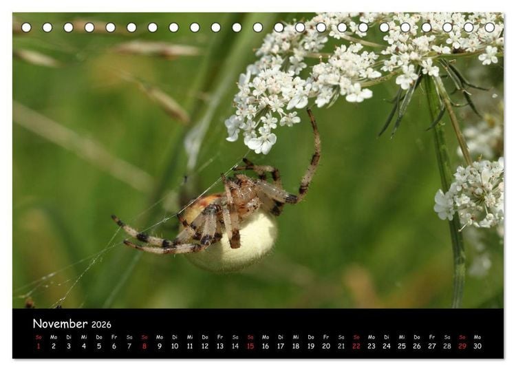 Produktbild: Heimische Spinnen (Tischkalender 2026 DIN A5 quer), CALVENDO Monatskalender
