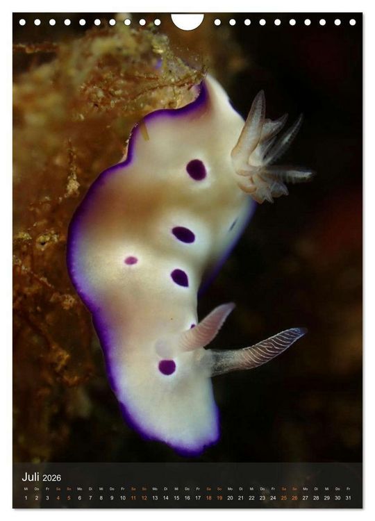 Produktbild: Nudibranches Meeresnacktschnecken aus Nord-Sulawesi (Wandkalender 2026 DIN A4 hoch), CALVENDO Monatskalender