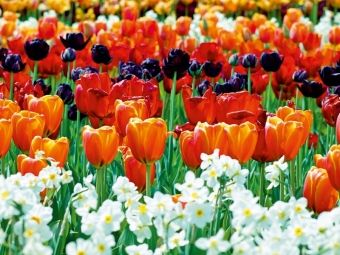 Produktbild: CALVENDO Puzzle Ein Motiv aus dem Kalender Farbenfrohe Tulpen 2017 | 1000 Teile Lege-Gr&ouml;&szlig;e 64x48cm Foto-Puzzle f&uuml;r gl&uuml;ckliche Stunden