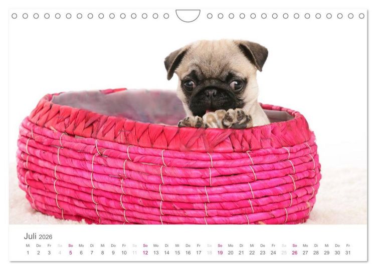 Produktbild: Mopswelpe Emma (Wandkalender 2026 DIN A4 quer), CALVENDO Monatskalender