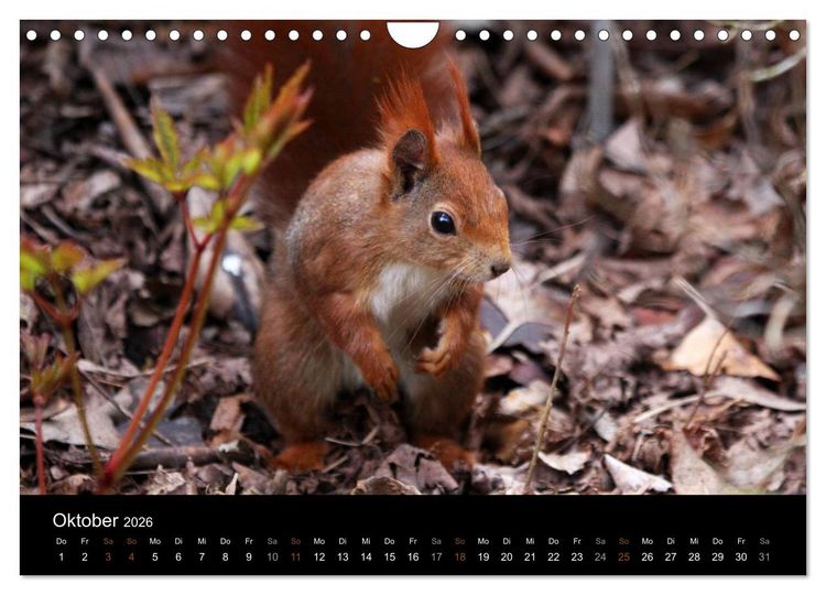 Produktbild: Eichh&ouml;rnchen (Wandkalender 2026 DIN A4 quer), CALVENDO Monatskalender