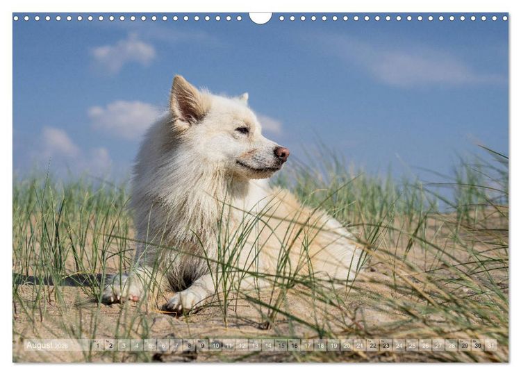 Produktbild: Mit Hunden an den Str&auml;nden von Nord- und Ostsee (Wandkalender 2026 DIN A3 quer), CALVENDO Monatskalender