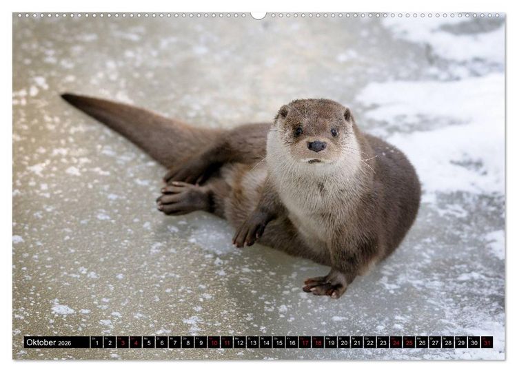 Produktbild: Fischotter, flinke J&auml;ger (Wandkalender 2026 DIN A2 quer), CALVENDO Monatskalender
