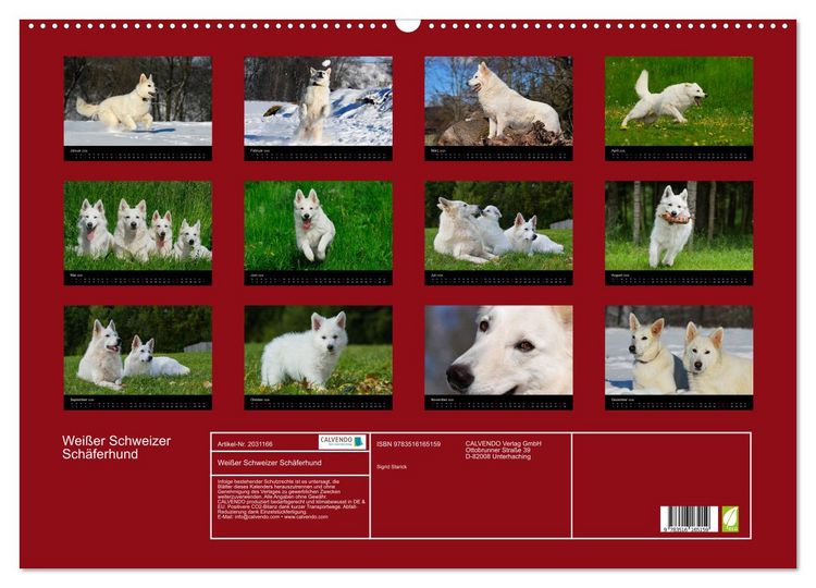 Produktbild: Wei&szlig;er Schweizer Sch&auml;ferhund (Wandkalender 2026 DIN A2 quer), CALVENDO Monatskalender