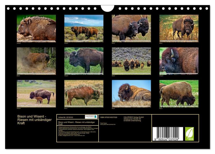 Produktbild: Bison und Wisent - Riesen mit unb&auml;ndiger Kraft (Wandkalender 2026 DIN A4 quer), CALVENDO Monatskalender