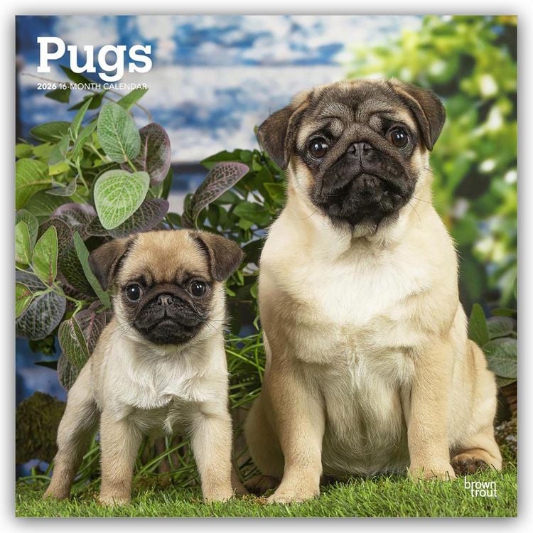 Produktbild: Pugs – Mops 2026 – 16-Monatskalender