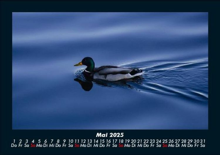 Produktbild: Enten 2025 Fotokalender DIN A5