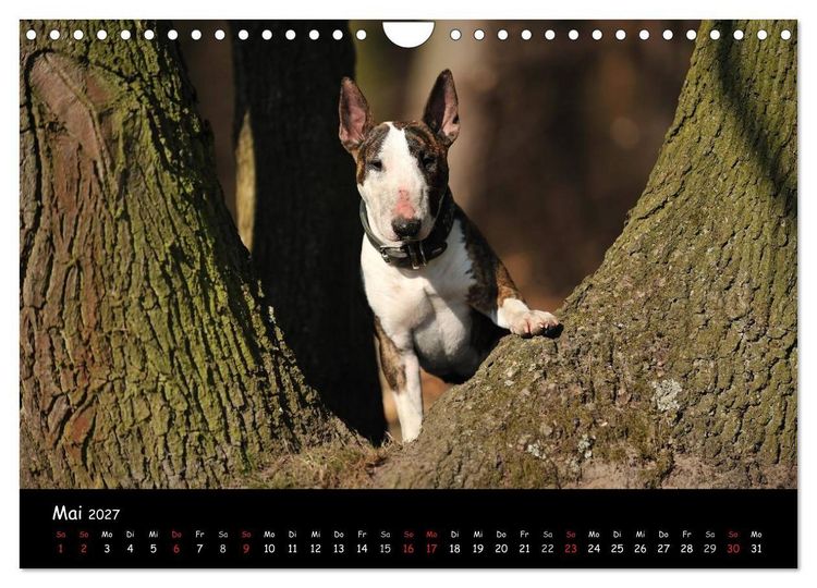 Produktbild: Bullterrier? Was sonst! (Wandkalender 2027 DIN A4 quer), CALVENDO Monatskalender