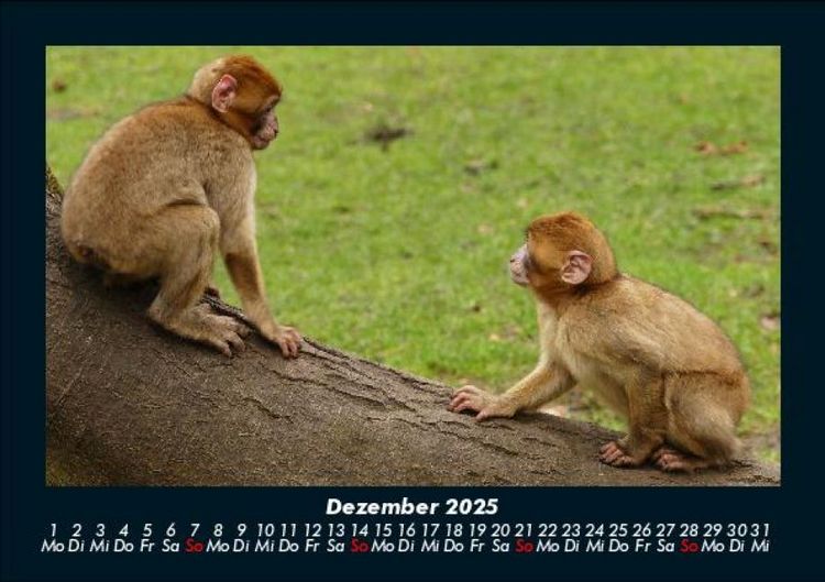 Produktbild: Welt der Affen 2025 Fotokalender DIN A5