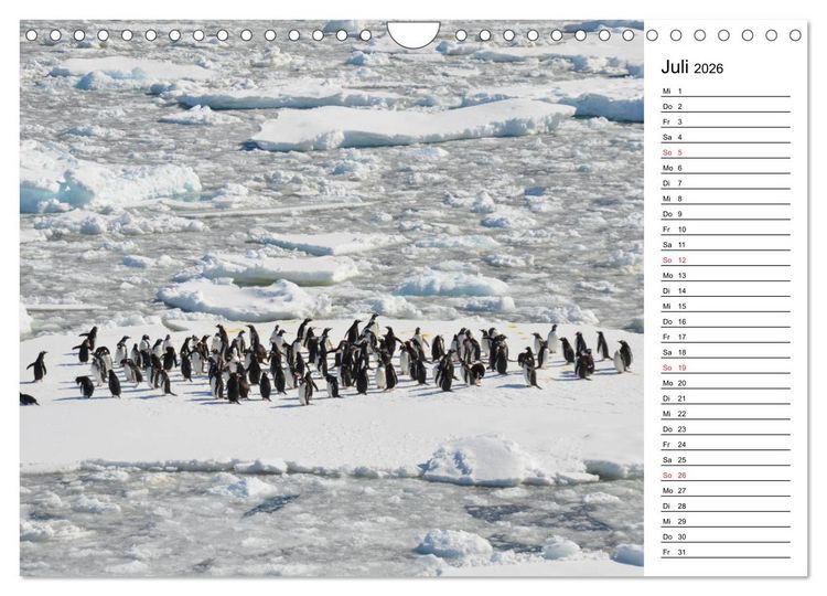 Produktbild: Pinguinliebe (Wandkalender 2026 DIN A4 quer), CALVENDO Monatskalender