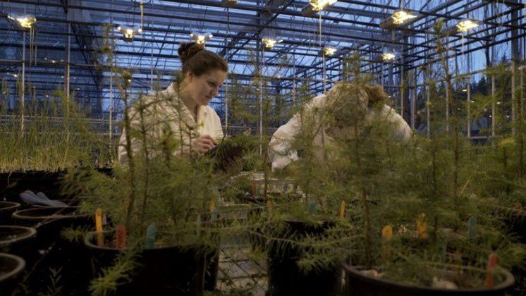 Produktbild: Intelligente B&auml;ume