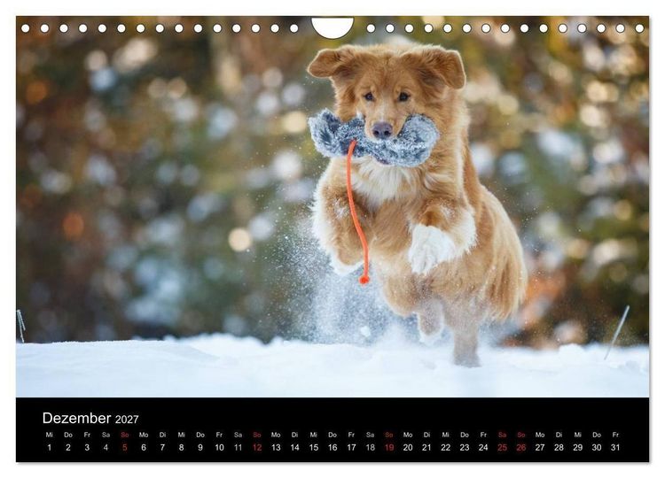 Produktbild: Toller - Nova Scotia Duck Tolling Retriever (Wandkalender 2027 DIN A4 quer), CALVENDO Monatskalender
