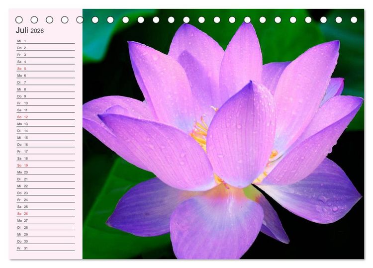 Produktbild: Lotos. Symbol f&uuml;r Reinheit und Kraft (Tischkalender 2026 DIN A5 quer), CALVENDO Monatskalender