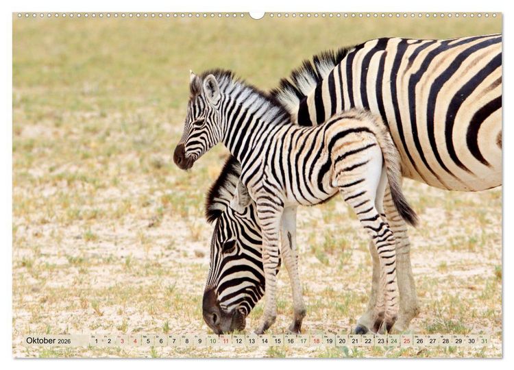Produktbild: Wildes Kinderzimmer - Tierkinder in Afrika (hochwertiger Premium Wandkalender 2026 DIN A2 quer), Kunstdruck in Hochglanz
