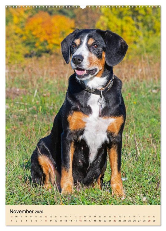 Produktbild: Schweizer Sennenhunde stellen sich vor (Wandkalender 2026 DIN A2 hoch), CALVENDO Monatskalender