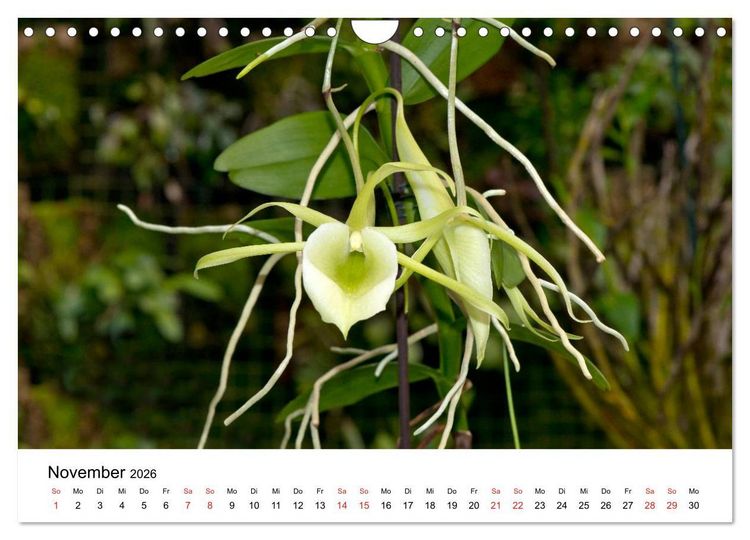 Produktbild: Vielfalt der Orchideen (Wandkalender 2026 DIN A4 quer), CALVENDO Monatskalender