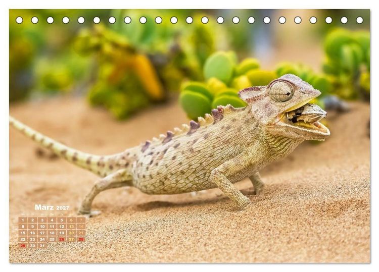 Produktbild: Cham&auml;leon: Die farbenfrohe Welt der Reptilien (Tischkalender 2027 DIN A5 quer), CALVENDO Monatskalender