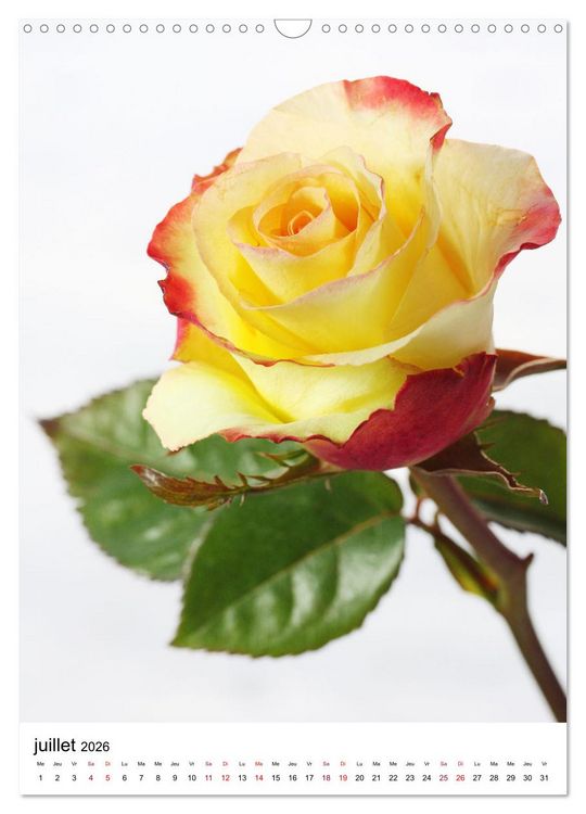 Produktbild: Fleurs &eacute;l&eacute;gantes (Calendrier mural 2026 DIN A3 horizontal), CALVENDO calendrier mensuel