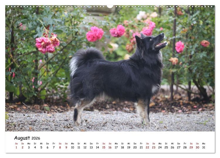 Produktbild: Islandhunde (Wandkalender 2026 DIN A2 quer), CALVENDO Monatskalender