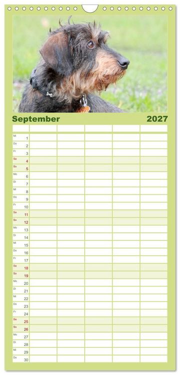 Produktbild: Familienplaner 2027 - Liebenswerte Rabauken - Rauhaardackel mit 5 Spalten (Wandkalender, 21 x 45 cm) CALVENDO